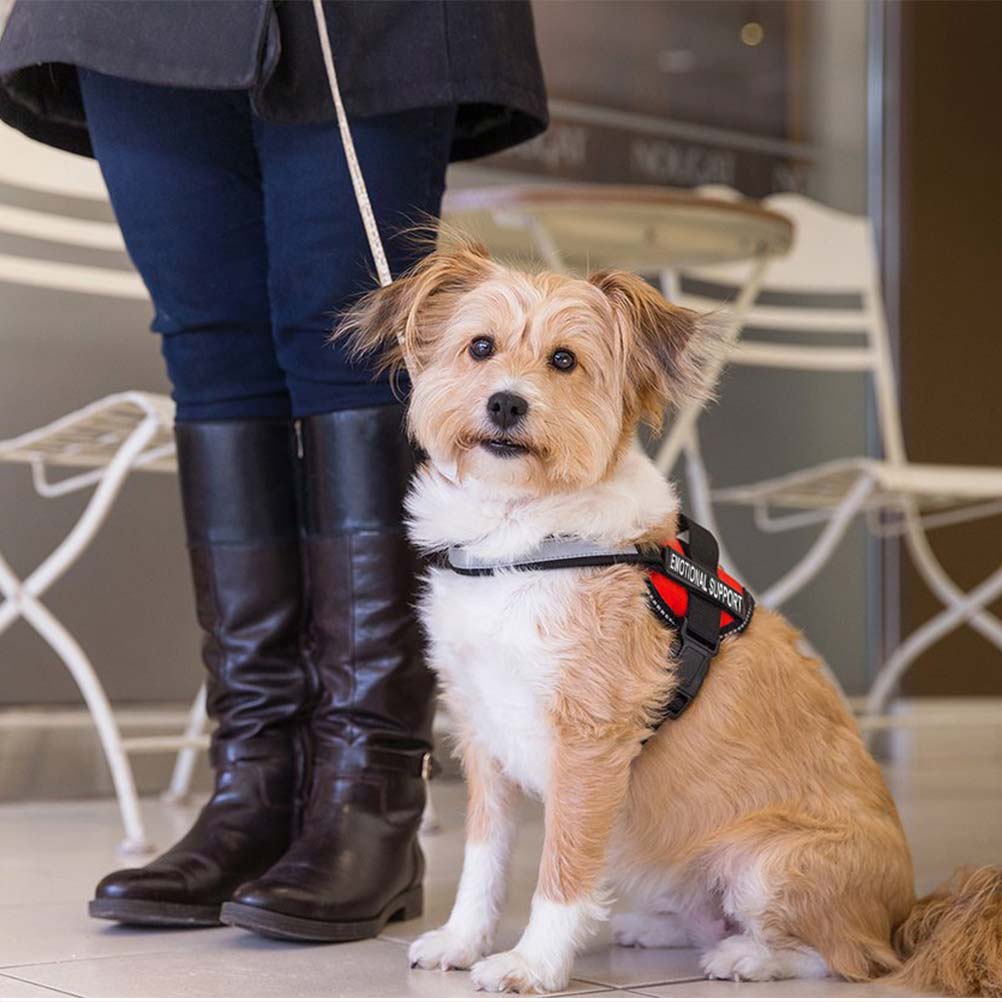 7 Dog Harness With Reflective Straps